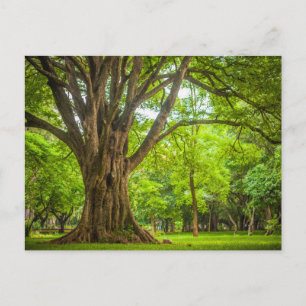 Carte Postale Grand arbre dans le parc