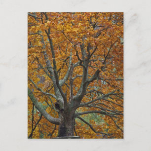 Carte Postale Grand arbre érable en automne, Bass Lake, près de