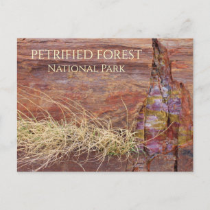 Carte Postale Grand arbre pétrifié dans le NP des forêts pétrifi