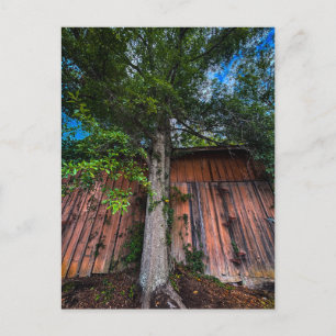Carte Postale Grand arbre poussant contre une vieille grange en