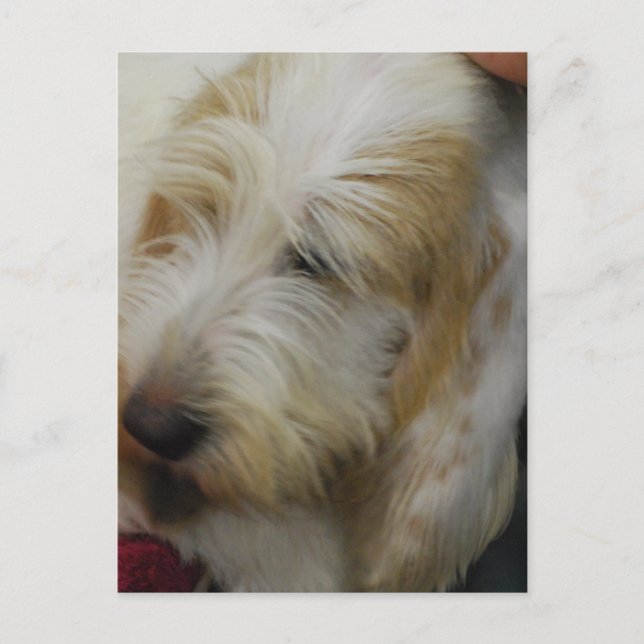Carte postale Grand Basset Dog (Devant)