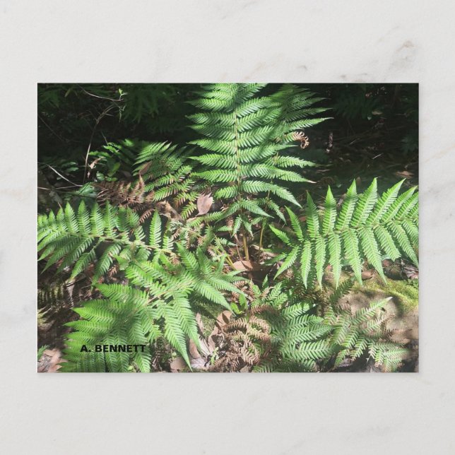 Carte Postale Grand Canyon (Devant)