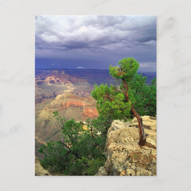 Carte Postale Grand Canyon National Park, Arizona, United 3 (Devant)