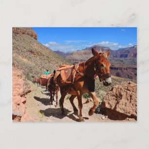 Carte Postale Grand Canyon Pack Mules sur piste