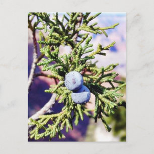 Carte Postale Grand Canyons Junipers Berry Berries
