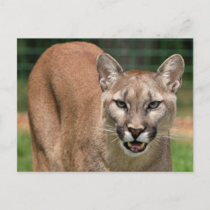 Carte Postale Grand Chat Couguar (Puma Concolor) 