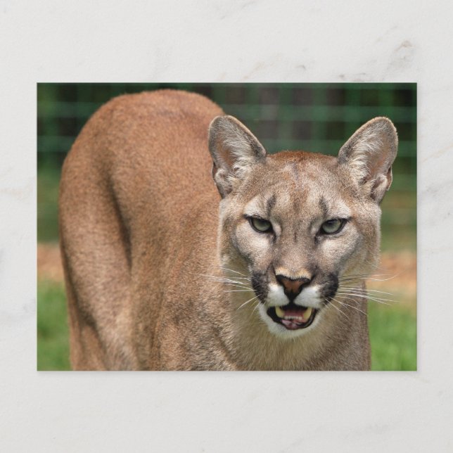 Carte Postale Grand Chat Couguar (Puma Concolor)  (Devant)