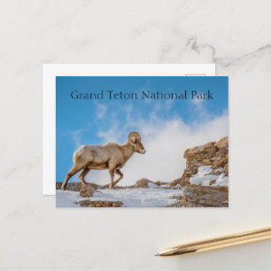 Carte Postale Grand Cheval Sheep Grand Teton National Park