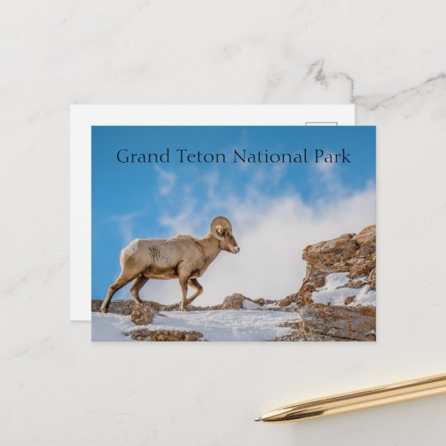 Carte Postale Grand Cheval Sheep Grand Teton National Park (Devant/Arrière en situation)