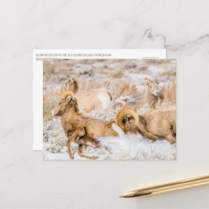 Carte Postale Grand Cheval Sheep Grand Teton National Park