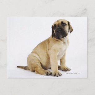 Carte Postale Grand Chiot Dane assis au Studio