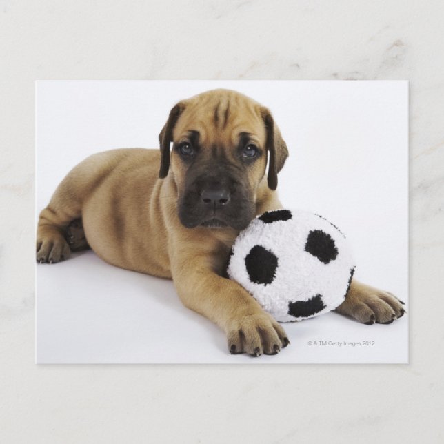 Carte Postale Grand chiot Dane avec jouet balle de football (Devant)