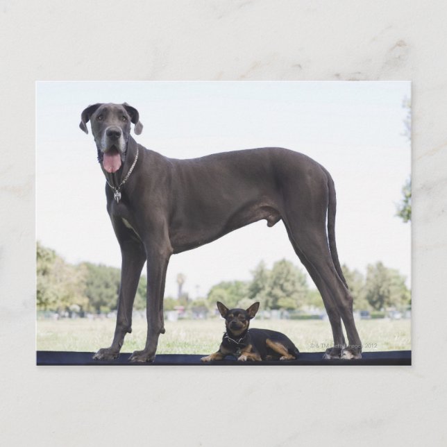 Carte Postale Grand dane et petit chien de race mixte (Devant)