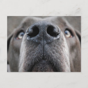Carte Postale Grand Danois
