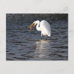 Carte Postale Grand Déjeuner d'aigrette