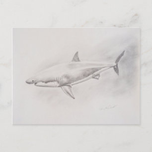 Carte Postale Grand dessin de requin blanc