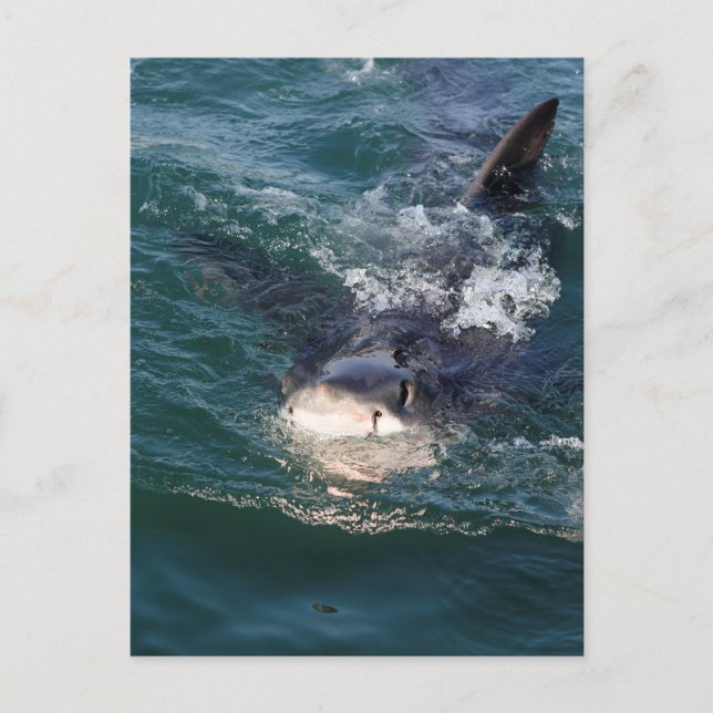 Carte Postale Grand espion de requin blanc sautant (Devant)