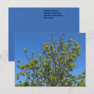 Carte Postale Grand Frêne Dans La Belle Photo De Ciel Bleu