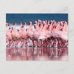 Carte Postale Grand Groupe De Petits Flamants