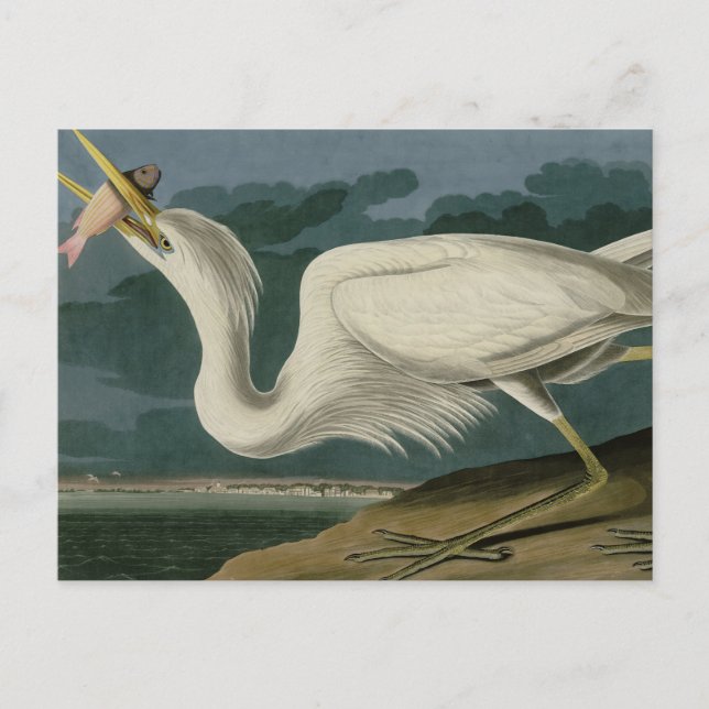 Carte Postale Grand héron blanc, des oiseaux d'Amérique d'Audubo (Devant)