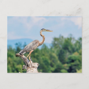 Carte Postale Grand héron bleu