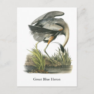 Carte Postale Grand héron bleu, John Audubon