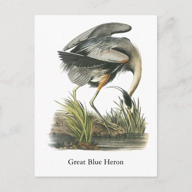 Carte Postale Grand héron bleu, John Audubon (Devant)