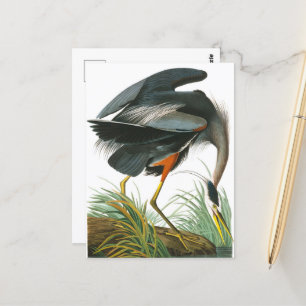 Carte Postale Grand héron bleu par John James Audubon