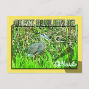 Carte Postale Grand Héron Bleu, Parc National des Everglades, FL