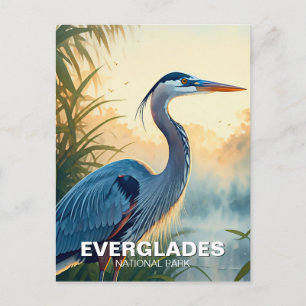 Carte Postale Grand Héron bleu Parc national des Everglades Mati