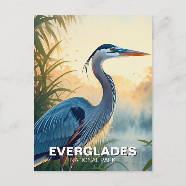 Carte Postale Grand Héron bleu Parc national des Everglades Mati (Devant)