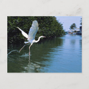 Carte Postale Grand héron bleu (phase blanche), Key Largo, Flori