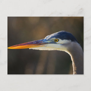 Carte Postale Grand Héron bleu, portrait rapproché