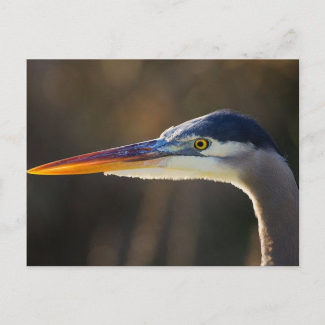 Carte Postale Grand Héron bleu, portrait rapproché (Devant)