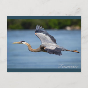 Carte Postale Grand Héron bleu volant au Tennessee