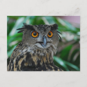 Carte postale Grand hibou