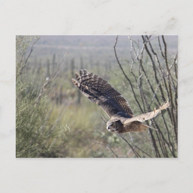 Carte Postale Grand hibou à cornes volant (Devant)