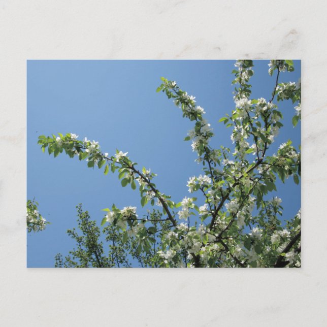 Carte Postale Grand Hotel, Île Mackinac, Mich. (Devant)