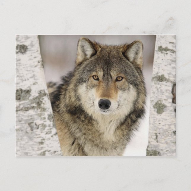Carte Postale Grand magnifique loup gris dans la nature (Devant)