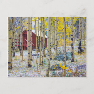 Carte Postale Grand Mesa cabine solitaire dans une forêt