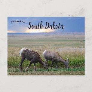 Carte Postale Grand mouton corail Dakota du Sud