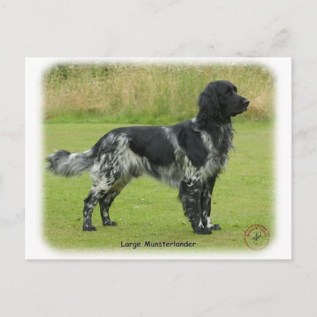 Carte Postale Grand Munsterlander (Devant)