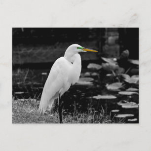 Carte Postale Grand oiseau