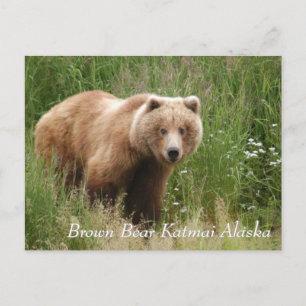 Carte Postale Grand ours Brown Katmai Alaska