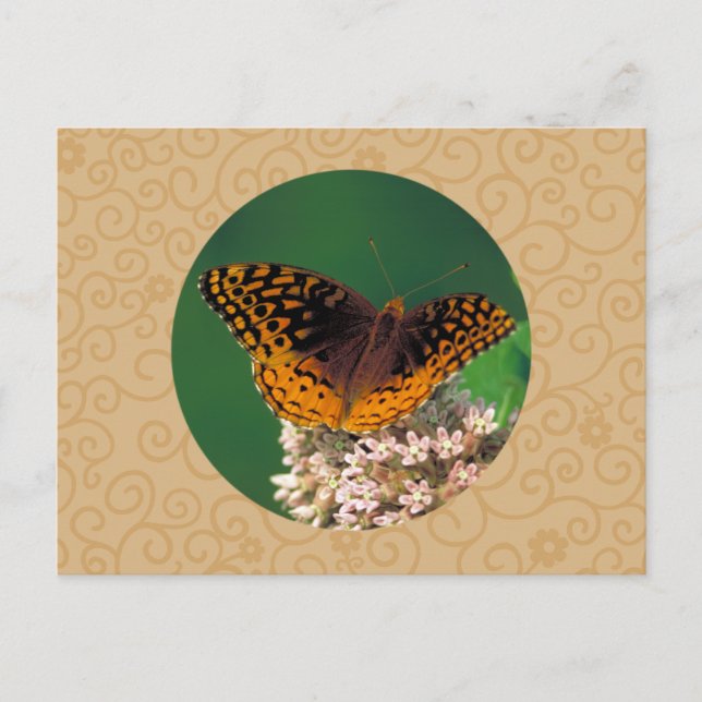 Carte Postale Grand Papillon Fritillaire Spangé (Devant)