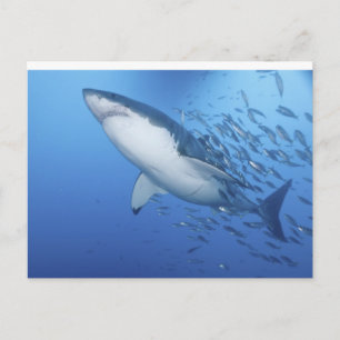 Carte Postale Grand requin blanc