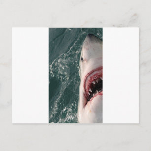 Carte Postale Grand requin blanc