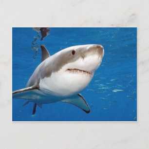 Carte Postale Grand requin blanc