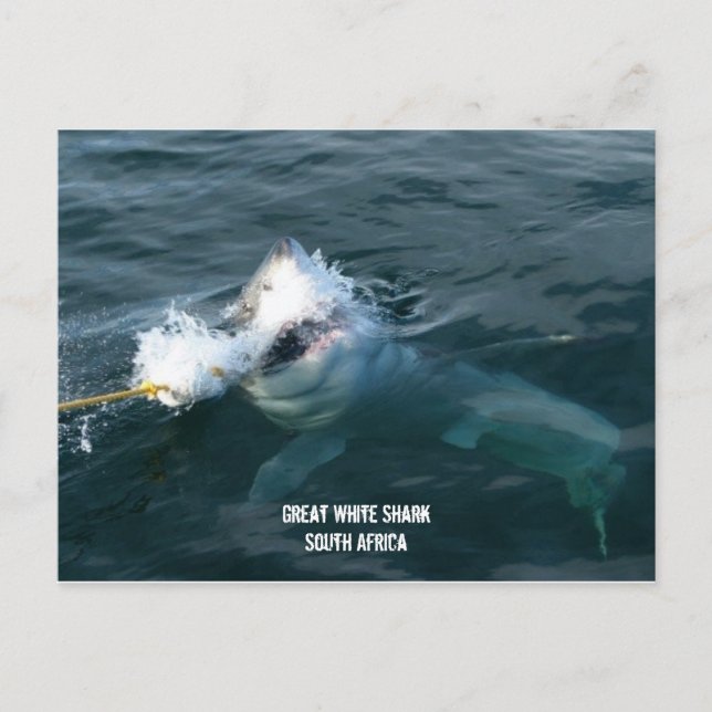 Carte Postale Grand requin blanc - Afrique du Sud (Devant)