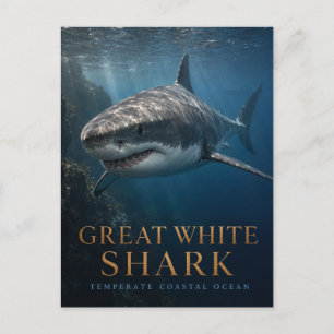 Carte Postale Grand requin blanc Animaux de l'océan côtier